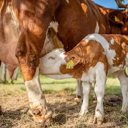 Kapellenhof Apartman Herdwangen-Schönach