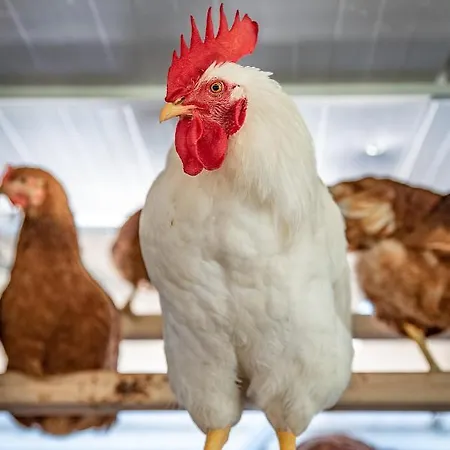 Apartman Kapellenhof *