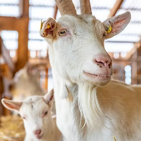Kapellenhof Herdwangen-Schönach