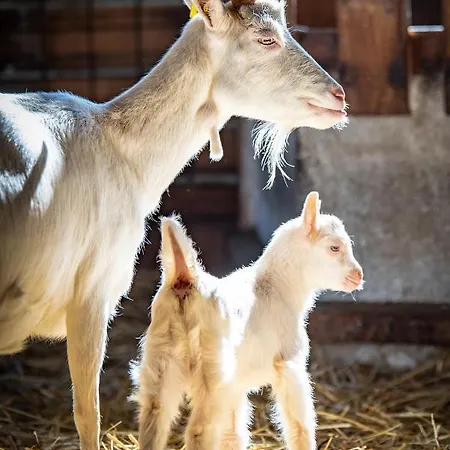 Kapellenhof * Herdwangen-Schönach