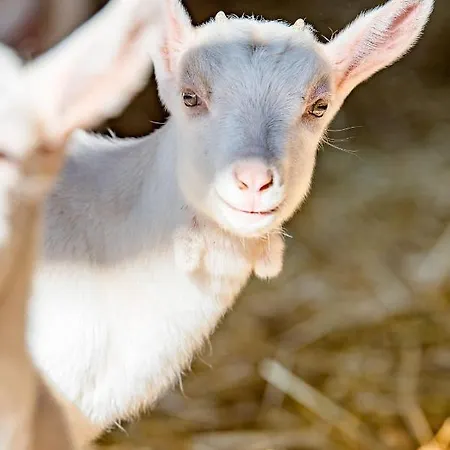 Apartman Kapellenhof *